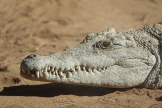 GC-Crocodilo Park 2020-028.JPG